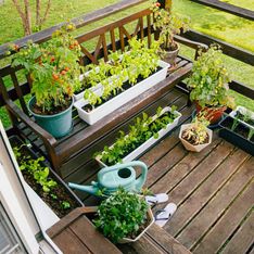 Un potager d'appartement ? C'est possible grâce à ces 8 légumes à faire pousser sur son balcon
