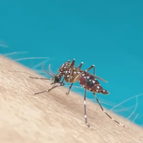 El truco casero y fácil para ahuyentar mosquitos con un ingrediente que tienes en casa