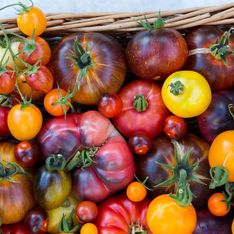 Tomates rouges, noires ou jaunes : voici les plus sucrées à mettre dans votre assiette