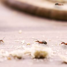 Olvídate de las hormigas invasoras con estos dos remedios naturales fáciles con 4 ingredientes que tienes en casa