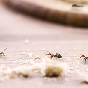 Olvídate de las hormigas invasoras con estos dos remedios naturales fáciles con 4 ingredientes que tienes en casa