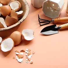 Ne jetez plus vos coquilles d’œufs vides ! Cette astuce ingénieuse vous permet de les réutiliser facilement