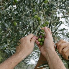 Voici 5 bienfaits insoupçonnés des olives selon cette nutritionniste