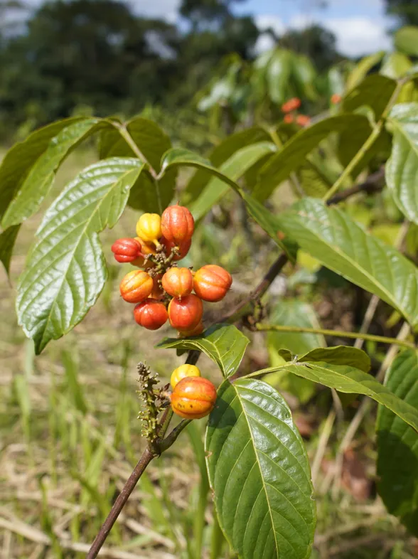 La planta nº1 para mejorar tu rendimiento físico y mental y ayudarte a perder peso, avalada por una farmacéutica