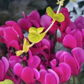 Adelántate a las ofertas de Lidl con las plantas más bonitas que están de moda este otoño desde 2,99 euros