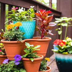 ¡Desde 2,39€! Aldi agotará las 4 plantas con flor más bonitas, exóticas y baratas que verás esta semana