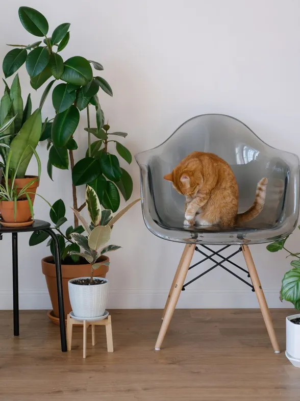 Lidl rebaja las plantas que necesitas para dar vida a tu hogar: verdes, suculentas y hasta hierba gatera