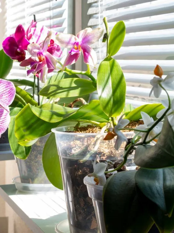 Aldi 'regala' las plantas más bonitas y exóticas que verás hoy: orquídea, anturio, cala...