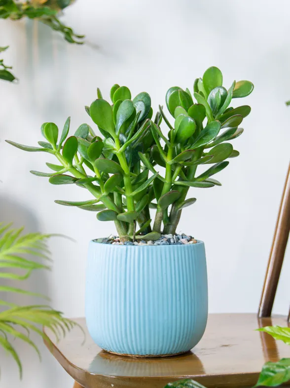 Árbol de Jade: dónde colocar la "planta del dinero" este invierno para atraer la suerte a tu hogar, según el Feng Shui