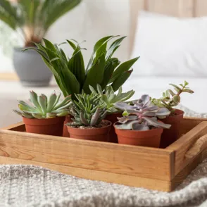 Mañana llega a Aldi la planta decorativa que purifica el aire y tiene propiedades medicinales por solo 2,99 €