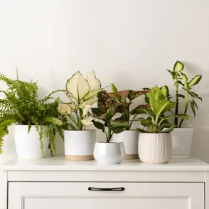 Adiós a la humedad en casa con esta planta decorativa y fácil de cuidar que purifica y mejora la calidad del ambiente