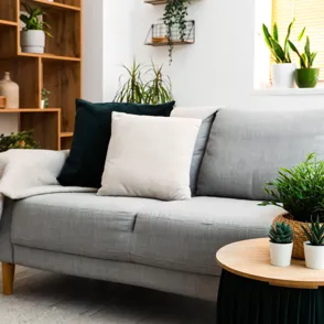 Aldi arrasa con esta planta que purifica el ambiente y atrae la fortuna según el Feng Shui, por solo 7,49 €