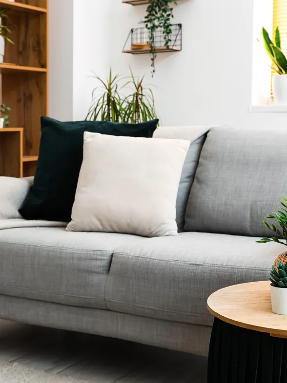 Aldi arrasa con esta planta que purifica el ambiente y atrae la fortuna según el Feng Shui, por solo 7,49 €