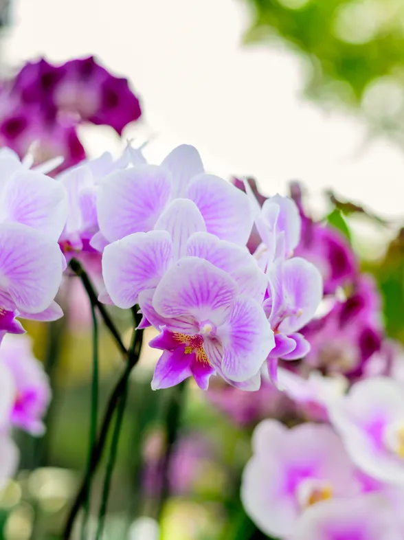 Este ingrediente de cocina que seguro que tienes en casa hará que tus orquídeas florezcan como nunca