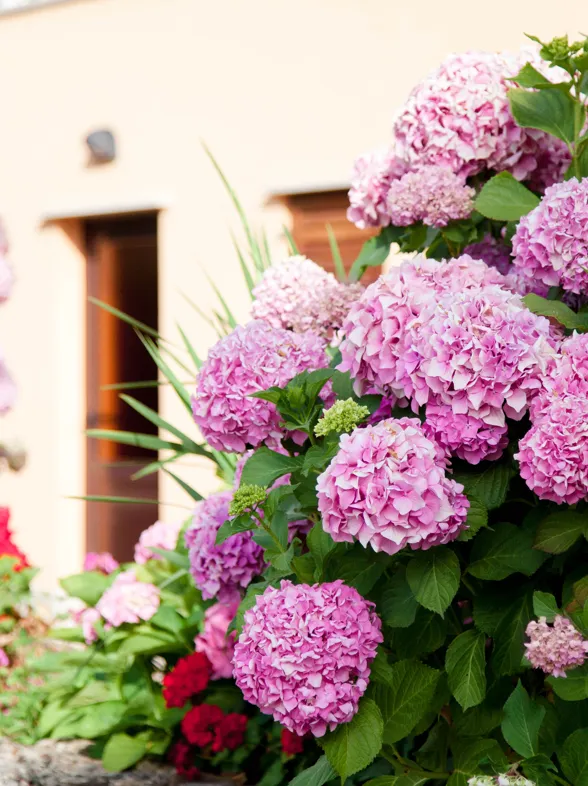 El ingrediente natural para que las flores de tus hortensias luzcan más grandes y bonitas al final del invierno