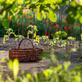 Matin pour les salades, soir pour les tomates : l'astuce de jardinier qui change radicalement leur goût