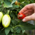 Potager : ouvrez votre clôture pour cet animal, personne ne le sait mais il mange toutes vos limaces