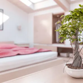 Plantas de interior: ¿sabes cómo sacarles el máximo partido?