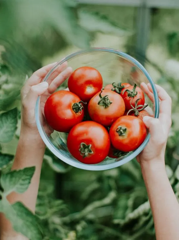 El tomate, un gran desconocido: estas son todas sus propiedades