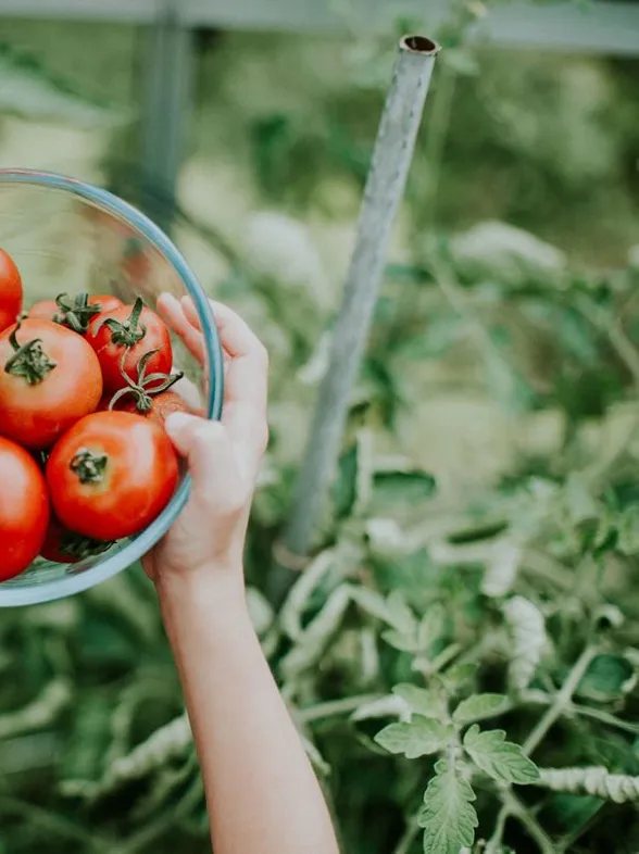 El tomate, un gran desconocido: estas son todas sus propiedades