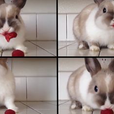 Video/ Buono il lampone... il coniglio che si gustava un lampone come nessuno mai!