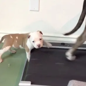 Este pequeño pitbull no renuncia a sus ejercicios diarios