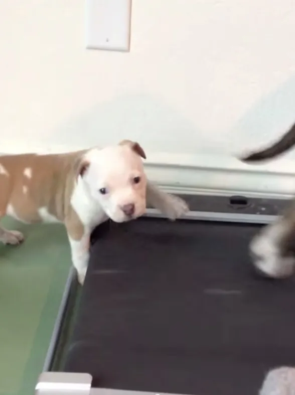 Este pequeño pitbull no renuncia a sus ejercicios diarios