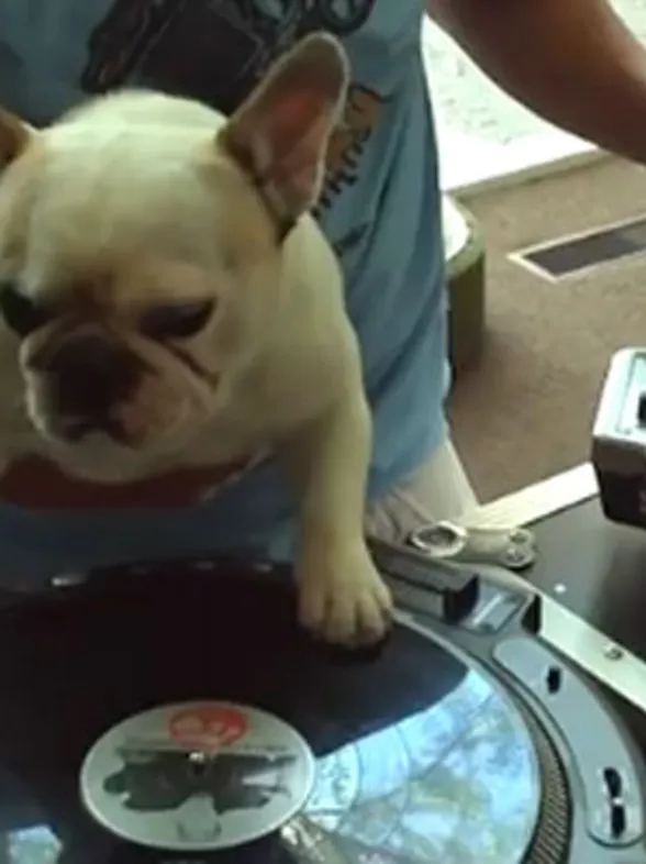 Un cachorro con un increíble talento como DJ