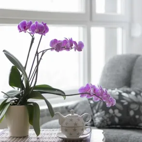 Cómo cuidar una orquídea: trucos y curiosidades que debes saber