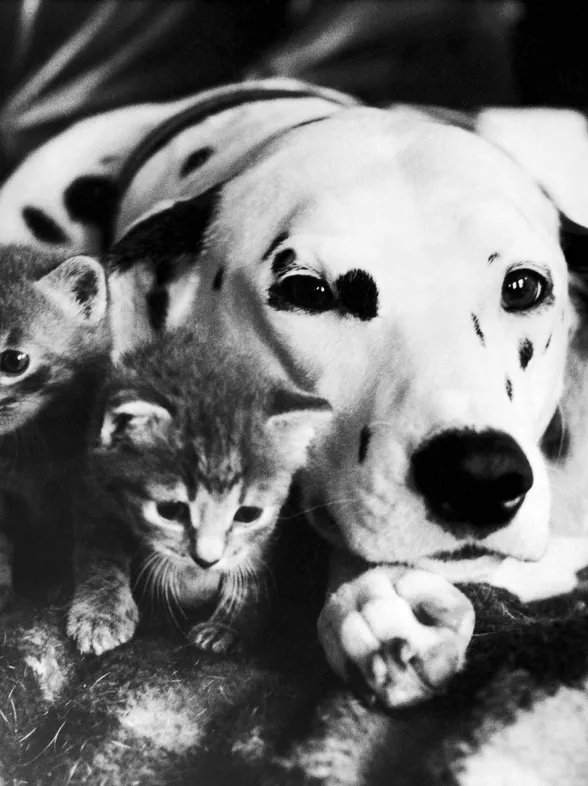 Los gatos dejan sin cama al mejor amigo del hombre