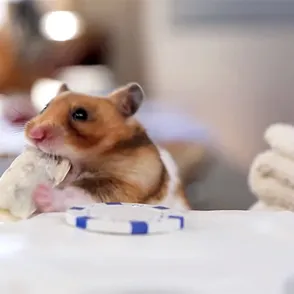 Mini burrito para el hamster: amor en forma de comida