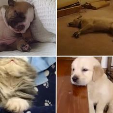 Video/ Quando il sonno è troppo. Questi cuccioli non riescono a tenere aperti gli occhi!