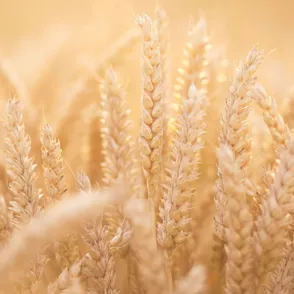 Muffin Tops Be Gone! Everything You Need To Know About The Wheat Belly Diet
