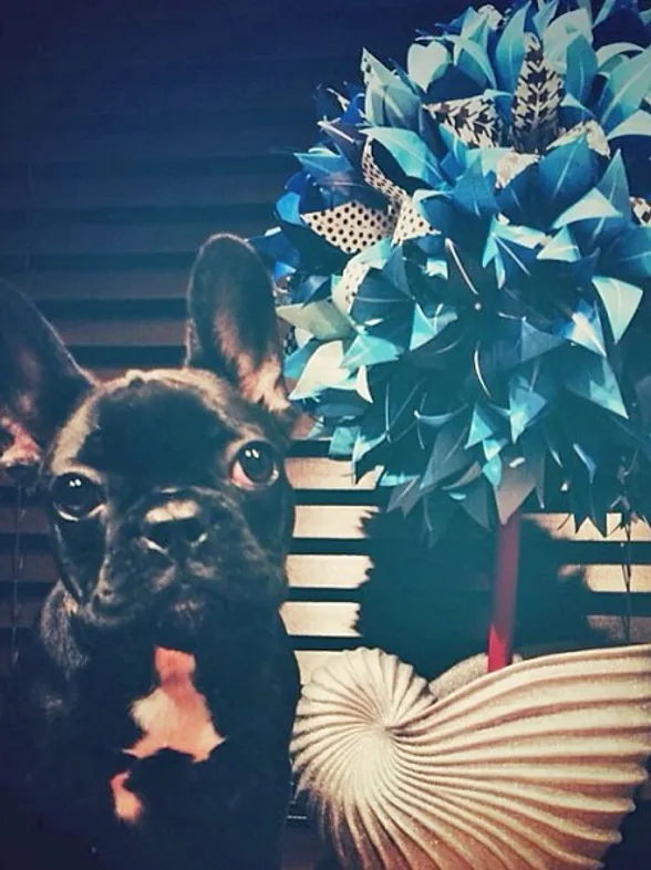 Asia Gaga: la nueva obsesión perruna de la diva
