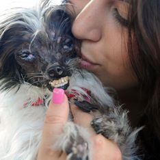 El perro más feo del mundo lucha contra el maltrato animal