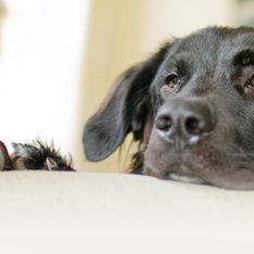 El último adiós a su mejor amigo: una familia prepara una despedida muy conmovedora para su perro