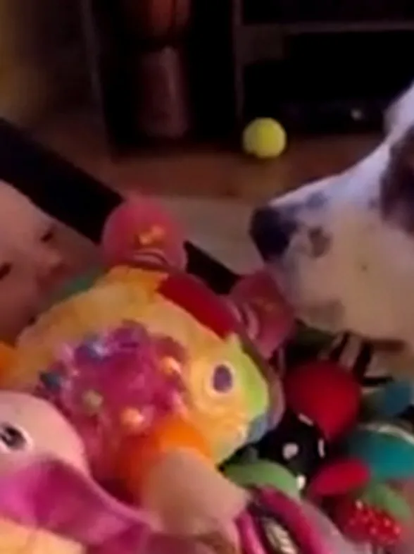 Guilty Dog Showers Baby With Presents After Making Her Cry