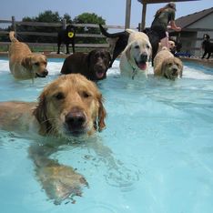 Una fiesta en la piscina... ¡Para perros!