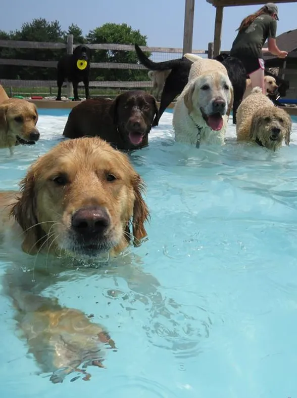 Una fiesta en la piscina... ¡Para perros!