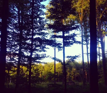 Weekenduitje: een barbecue temidden van het bos