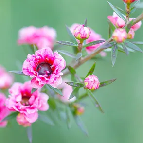 The Miracle Tree? 10 Amazing Health Benefits Of Tea Tree Oil