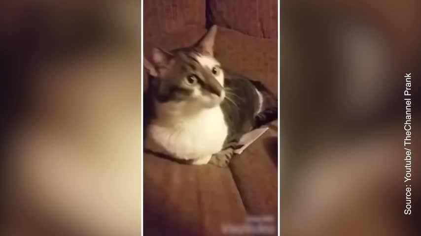 De La Nourriture Pour Humains Tres Peu Pour Ce Chat