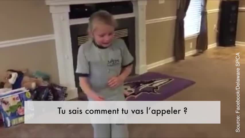 Comment Convaincre Mes Parents D Avoir Un Chien