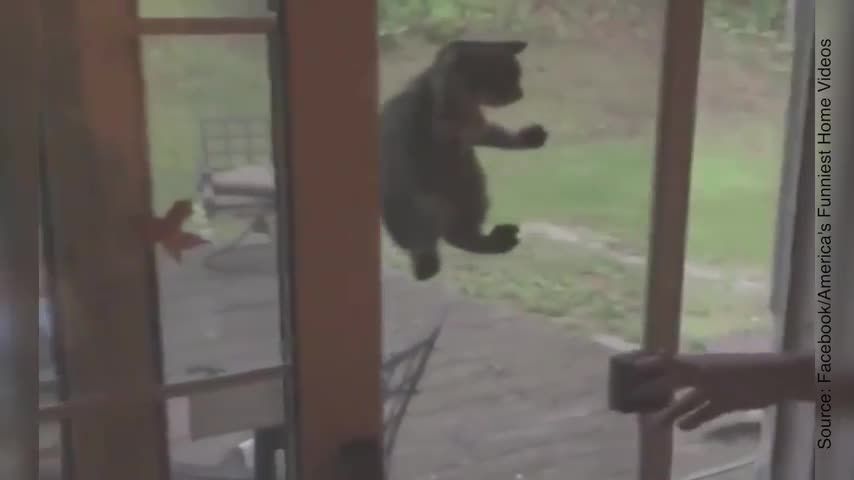 Avez Vous Un Chat Bavard