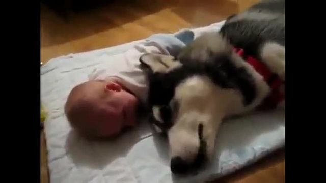 Chien Jaloux De Bebe