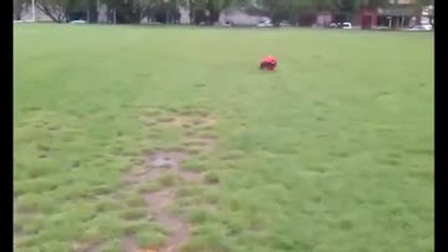 Chiot avec une boule au nombril