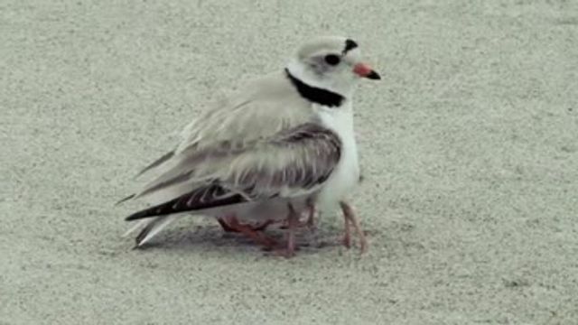 Mon Diamant Mandarin Est Pire Qu Une Poule Normal