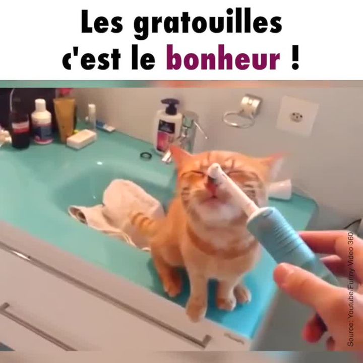 Enlever Toutes Les Dents D Un Chat