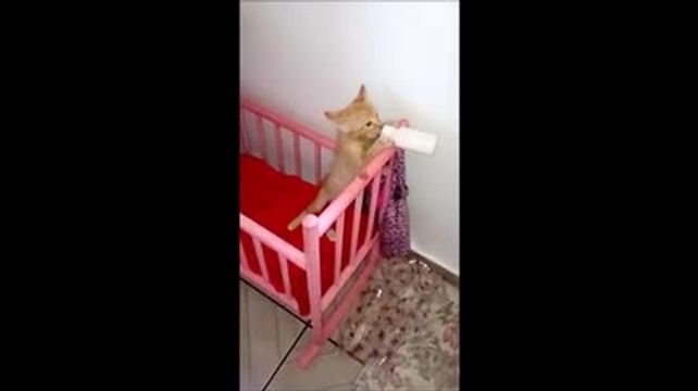 Comment Aider Un Chaton Errant Tres Sauvage