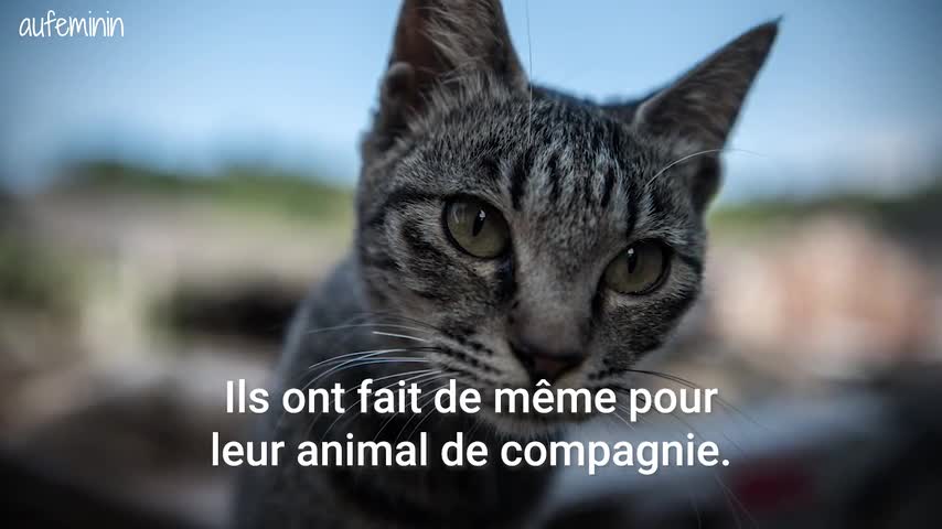 Les Felins Developperaient La Personnalite De Leur Maitre